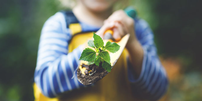 Adorable little toddler girl holding garden shovel with green plants seedling in hands