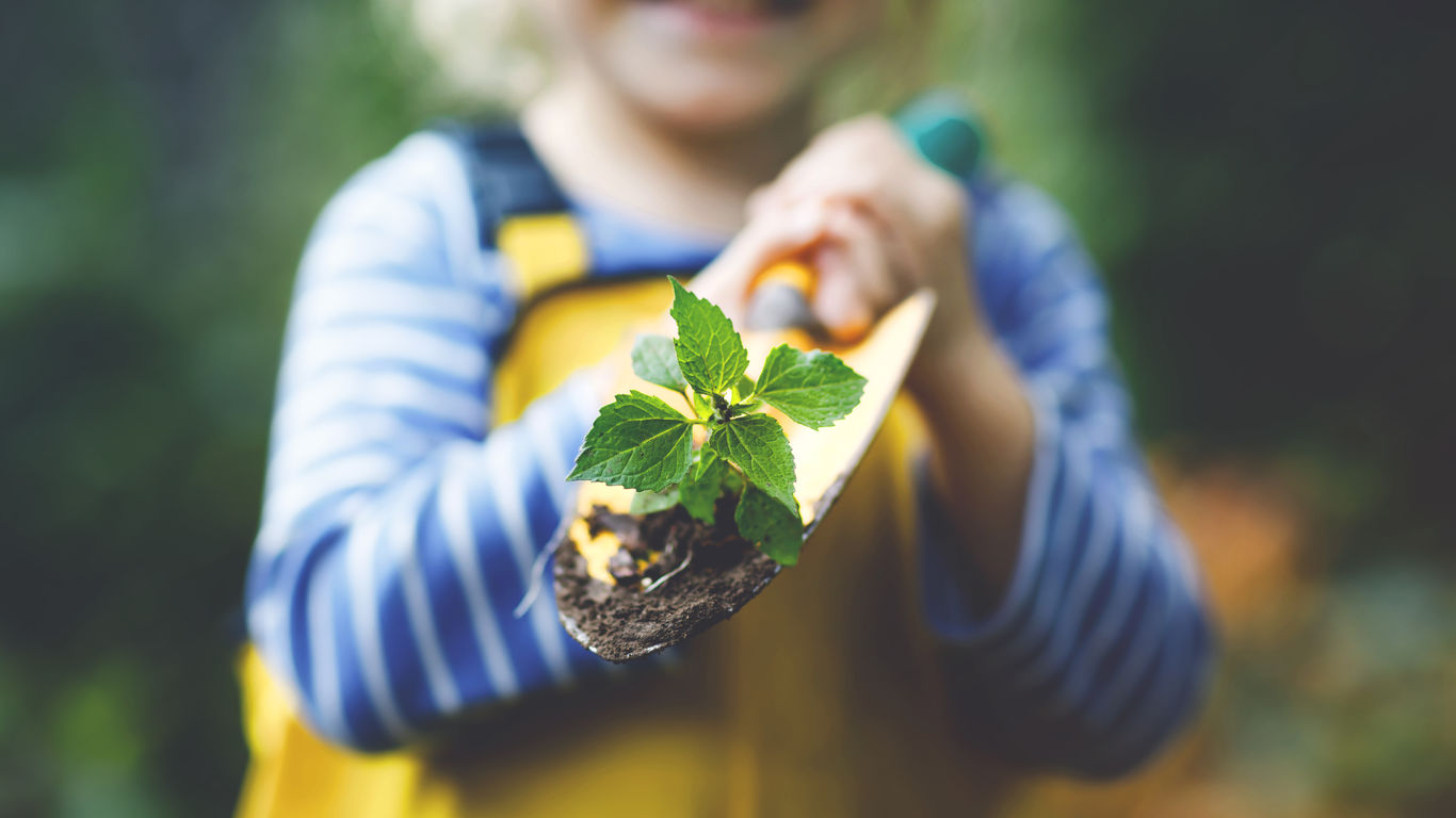 Adorable little toddler girl holding garden shovel with green plants seedling in hands